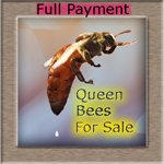Queen Bees for Sale