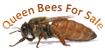 Queen Bees for Sale