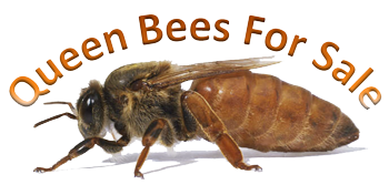 Queen Bees for Sale