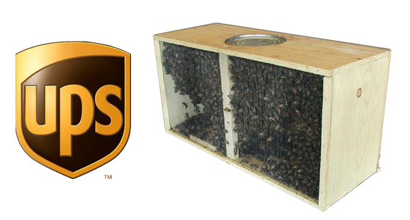 package honey bees for sale